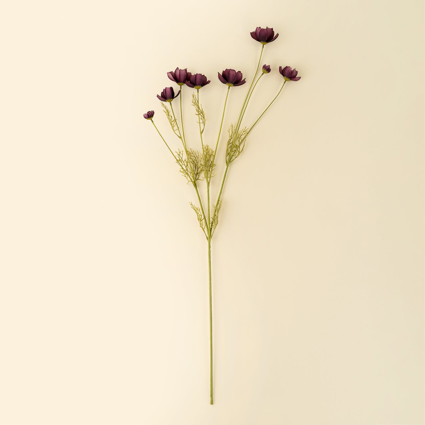 Calliopsis Spray