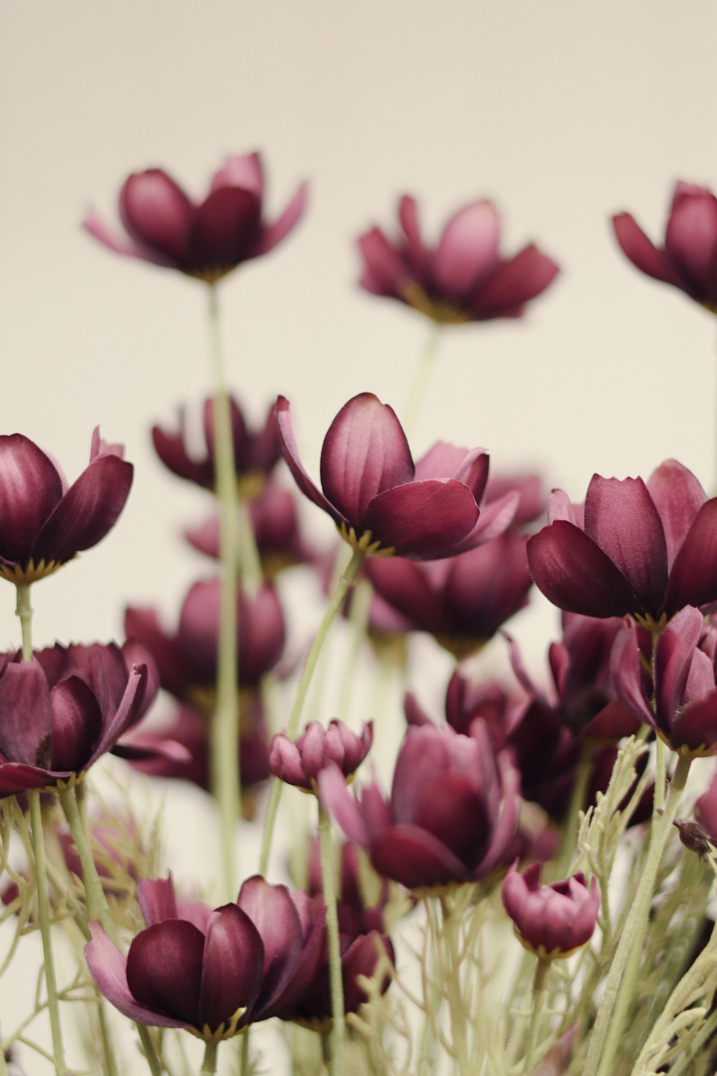 Calliopsis Spray