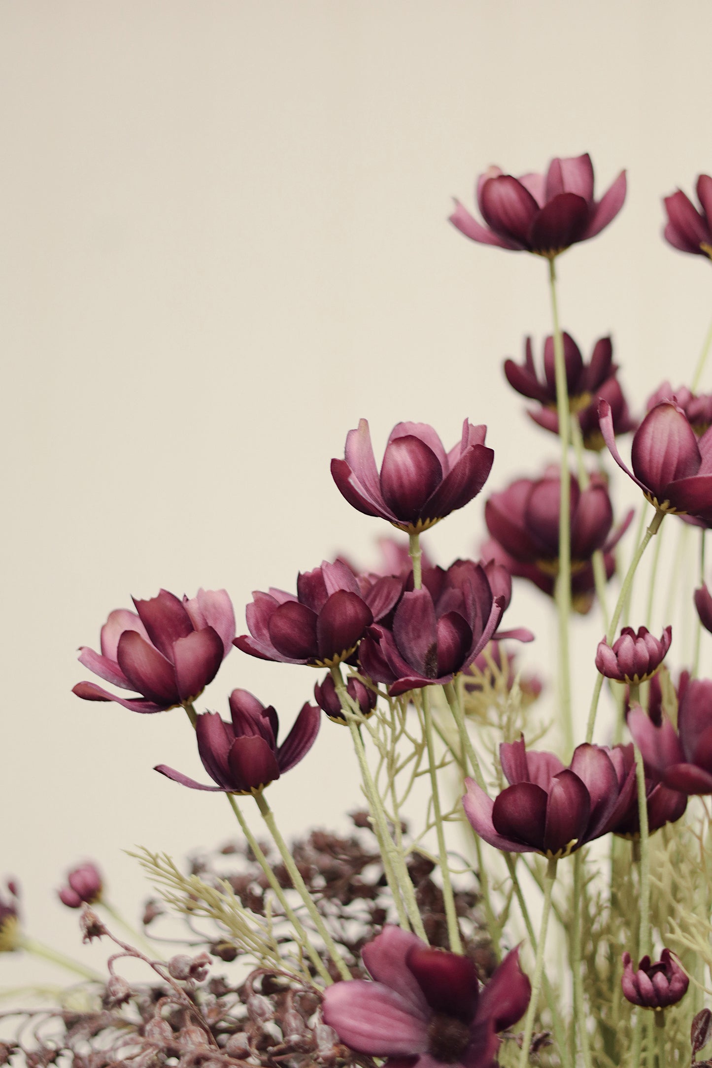 Calliopsis Spray