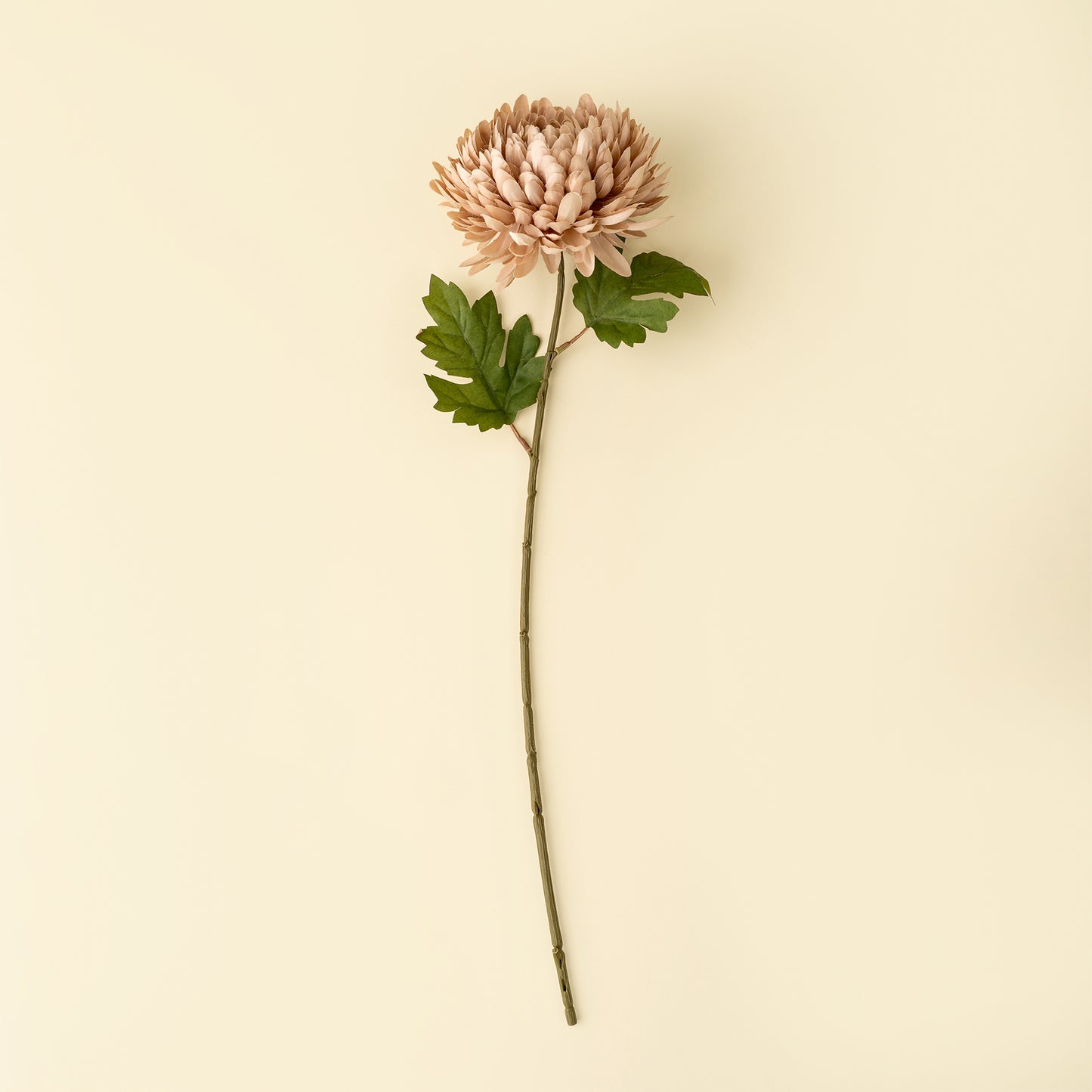 Chrysanthemum Stem, Dusty Pink