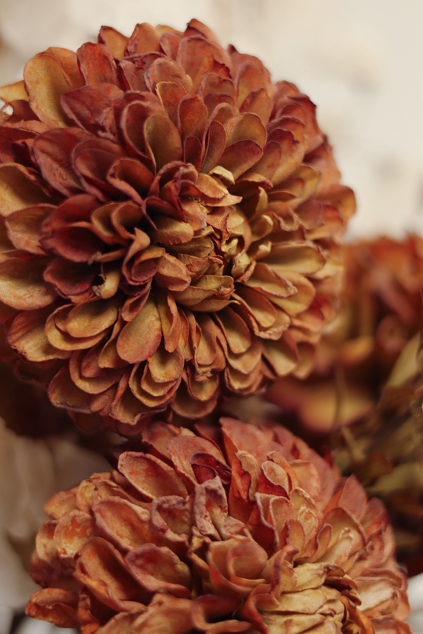 Pompon Dahlia Stem
