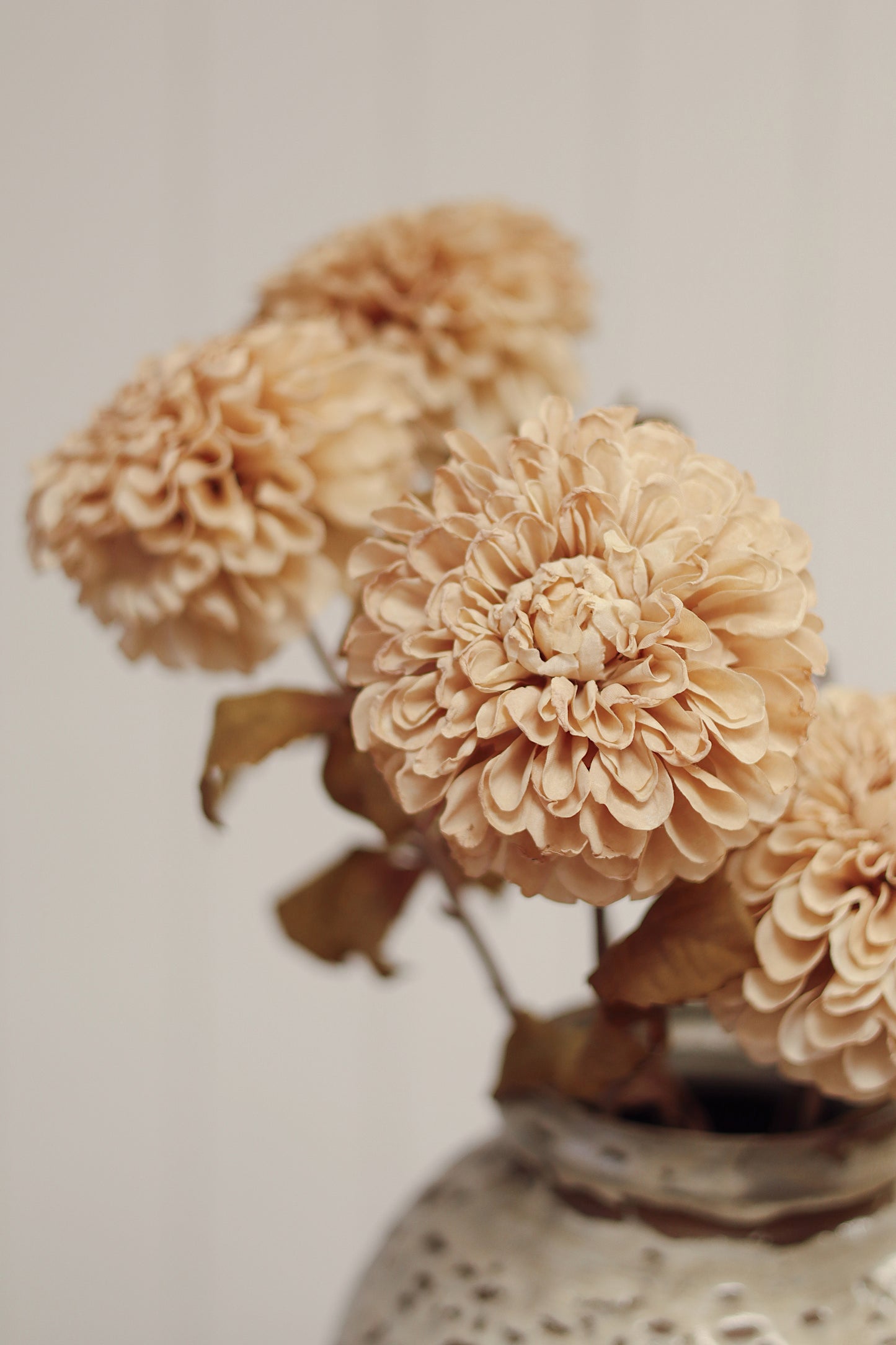 Pompon Dahlia Stem