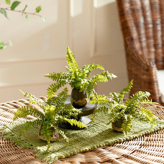 Mini Rooted Boston Fern Drop-In