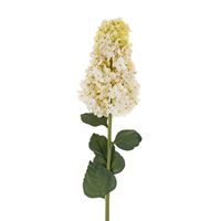 Hydrangea Paniculata Stem Cream