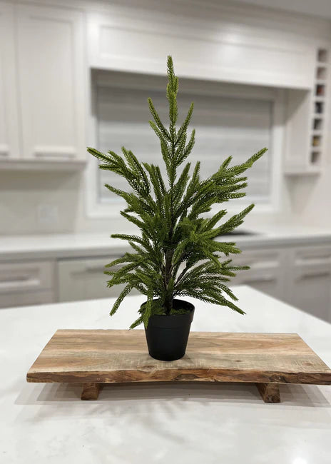 19” FRESH TOUCH NORFOLK PINE TREE POTTED IN PLASTIC POT