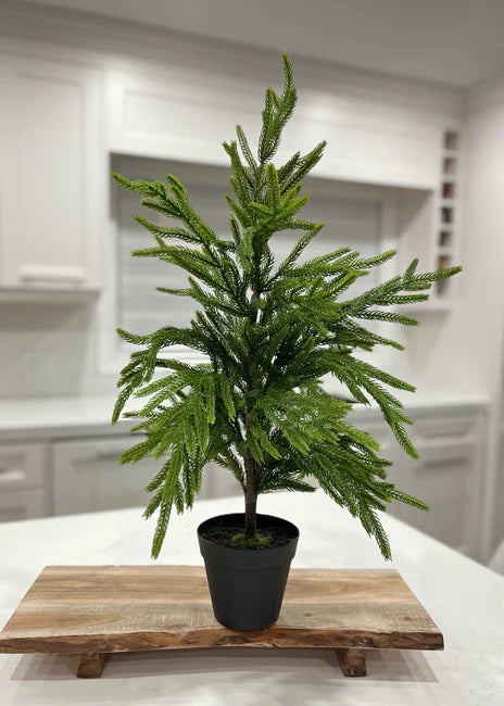 26” FRESH TOUCH NORFOLK PINE TREE POTTED IN PLASTIC POT