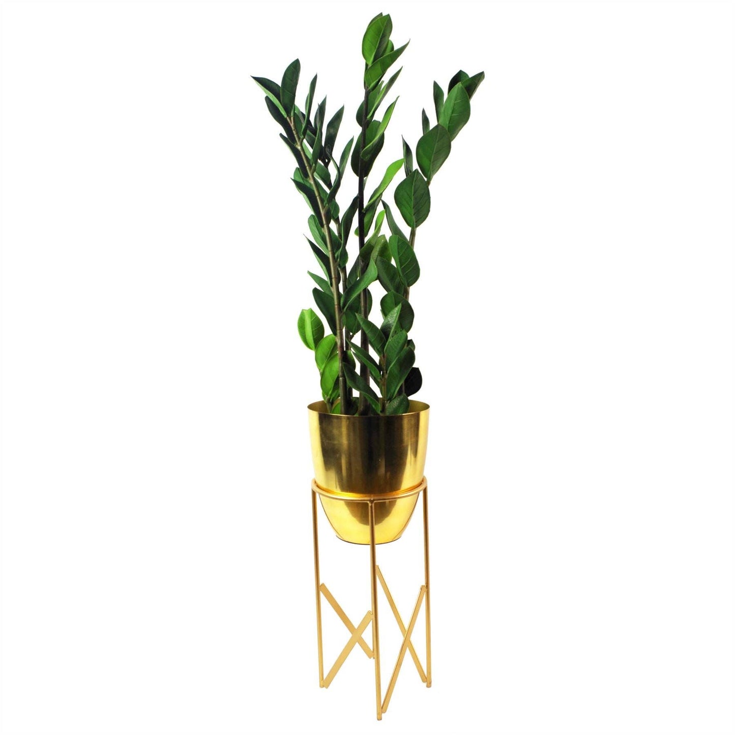 Large ZZ Plant Foliage 75cm Zanzibar Gem Plant