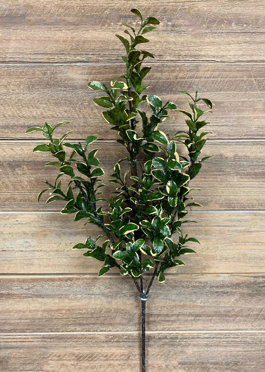 26" GOLDEN EUONYMUS SPRAY