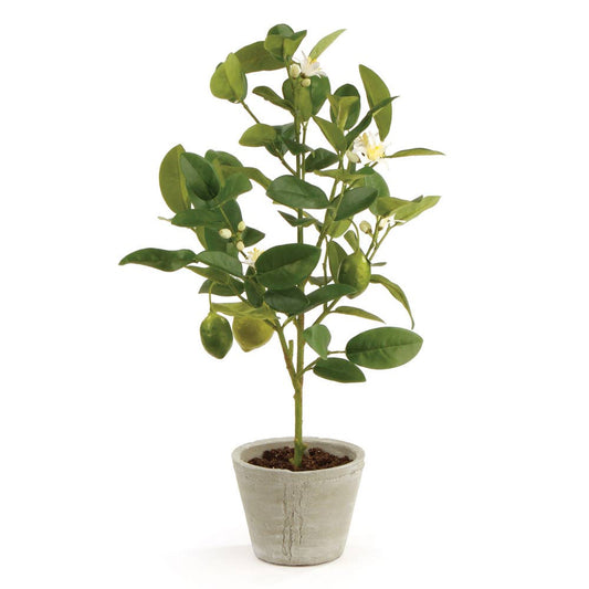 Lemon Topiary Potted 20"