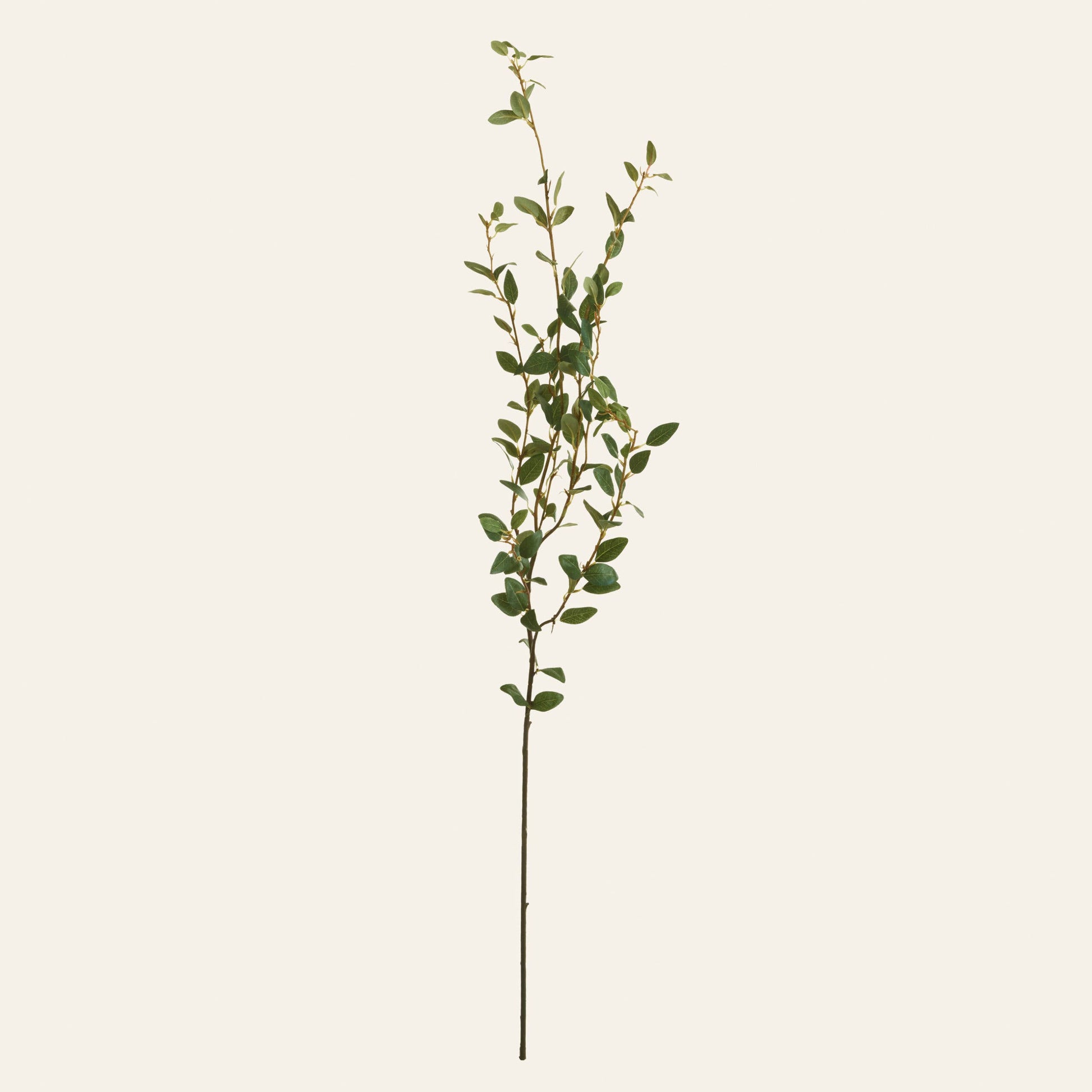 Creeping Willow Branch (Salix Repens) - Magnolia Lane co. Home + Garden + Gift