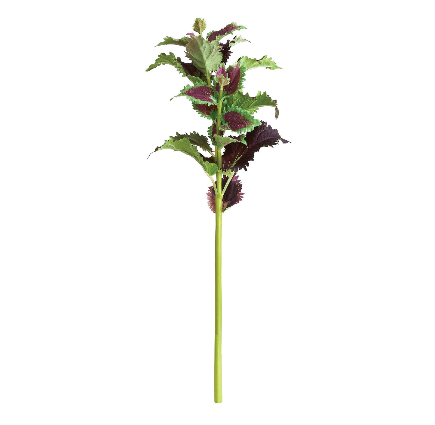 Coleus Stem 22"