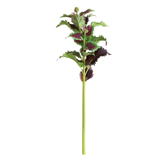 Coleus Stem 22"