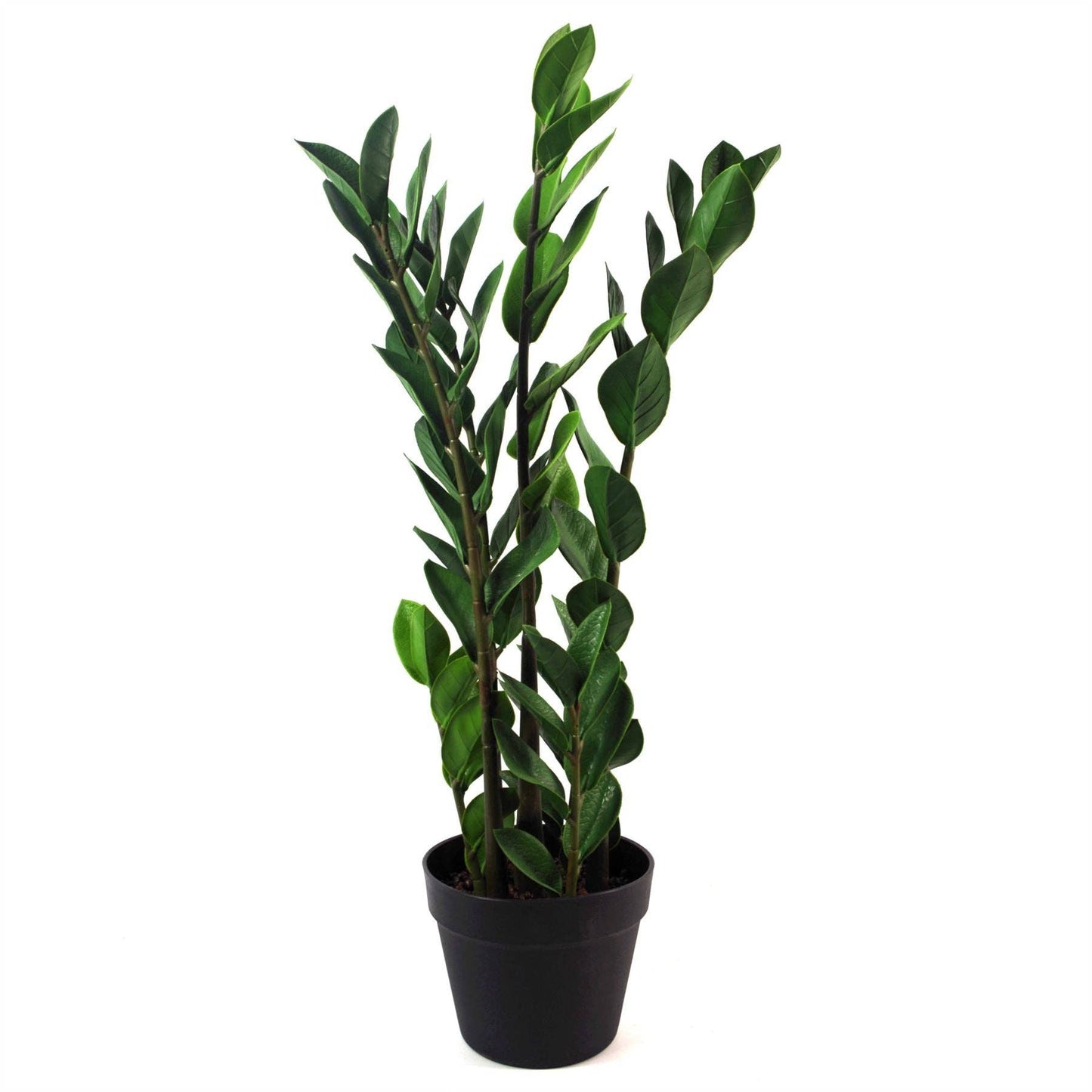 Large ZZ Plant Foliage 75cm Zanzibar Gem Plant