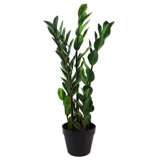 Large ZZ Plant Foliage 75cm Zanzibar Gem Plant