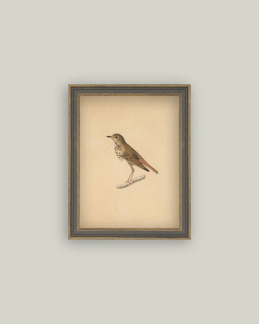 Bird Framed Antique Art - Magnolia Lane co. Home + Garden + Gift