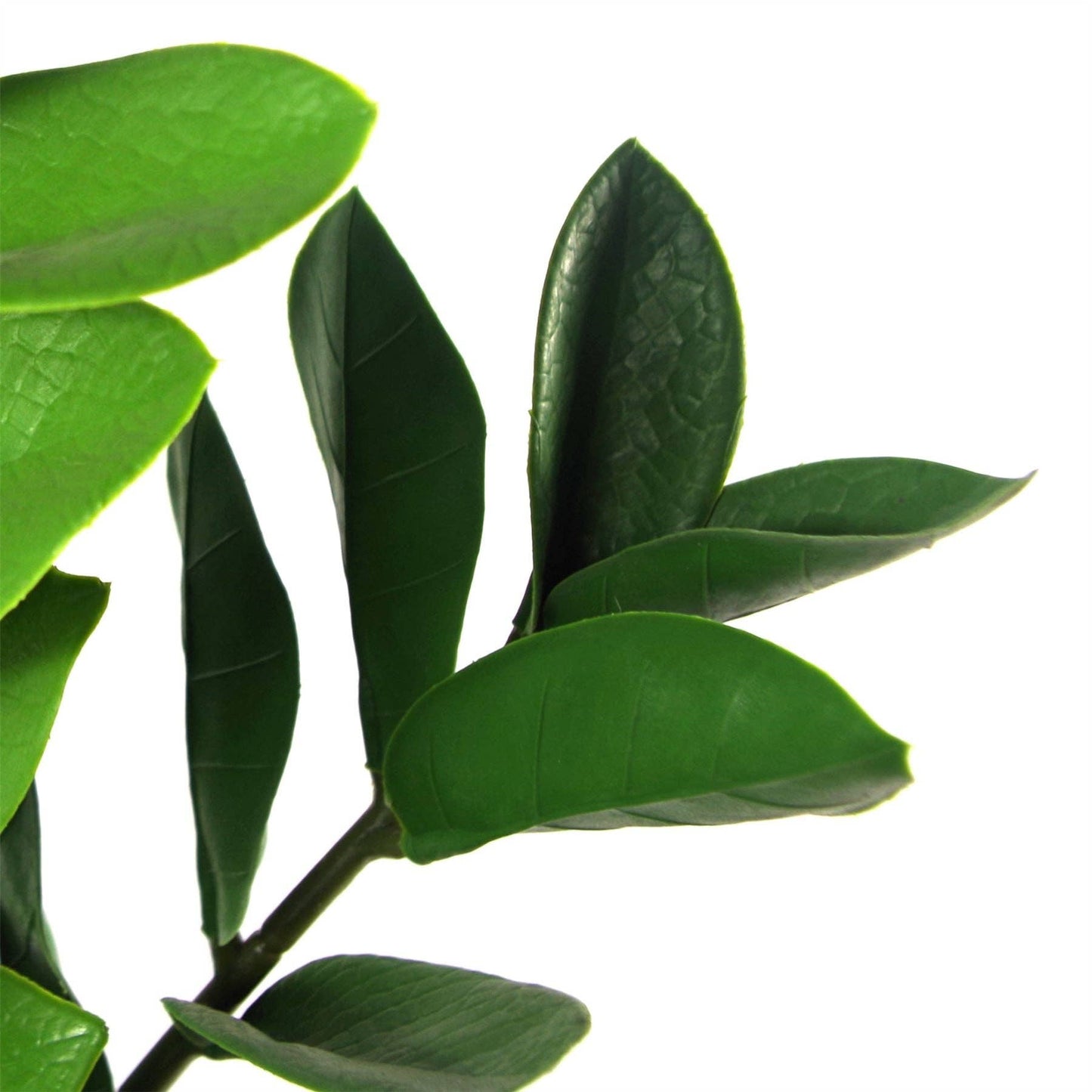 Large ZZ Plant Foliage 75cm Zanzibar Gem Plant