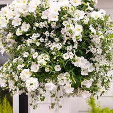14” Simply White Moss Hanging Basket