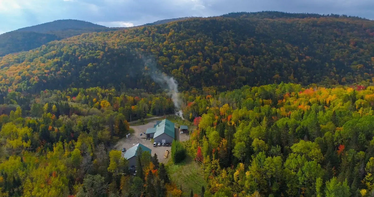 Organic Maple Syrup - Late Harvest